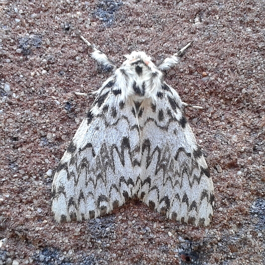 Lymantria monacha (Black Arches) female.JPG